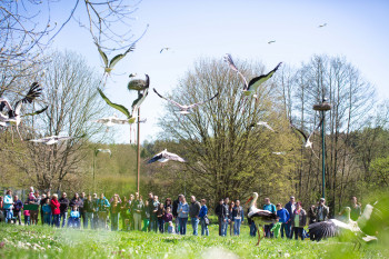 A free-flying breeding colony of white storks also lives at Affenberg.