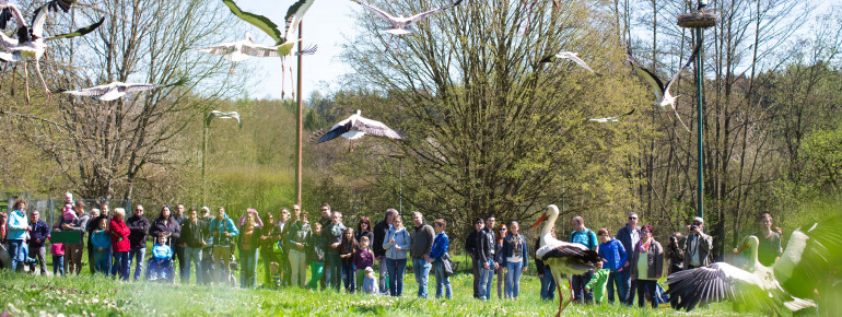 A free-flying breeding colony of white storks also lives at Affenberg.