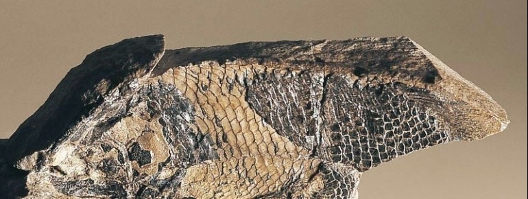 Million year old fossil