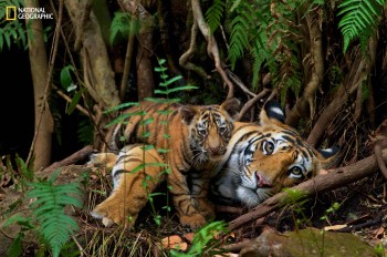 The "In Focus" gallery showcases highlights from the National Geographic Society's legendary photo collection in evocative settings.