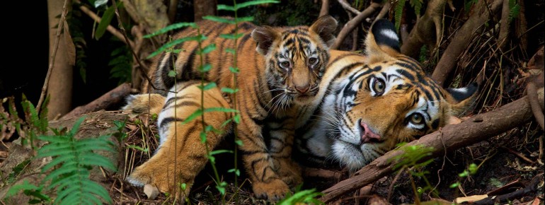 The "In Focus" gallery showcases highlights from the National Geographic Society's legendary photo collection in evocative settings.