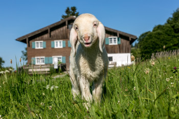 Lambs are also among the farm animals.