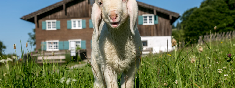 Lambs are also among the farm animals.