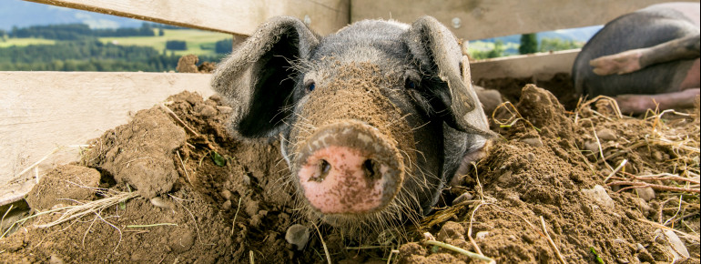 Meet the animals that typically live on a farm.