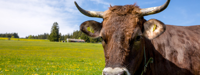 Life for the cows had also changed over the past centuries.