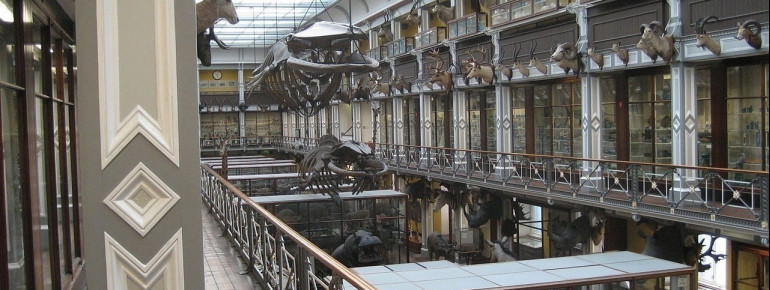 Showing a wide array of exhibits: the sprawling gallery of the National History Museum