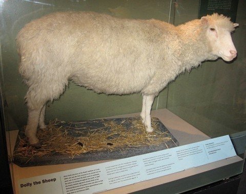 Dolly - the probably most famous sheep in the world