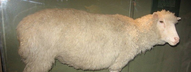 Dolly - the probably most famous sheep in the world