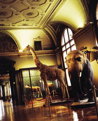 A number of stuffed animals are among the 30 million exhibits.