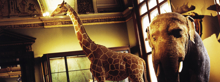 A number of stuffed animals are among the 30 million exhibits.