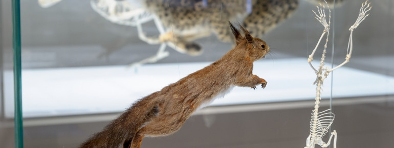 Natural history at Joanneum