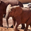 Elefants at Oasis Park