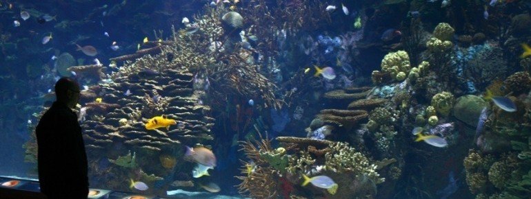 Aquarium in the Oceanogràfic