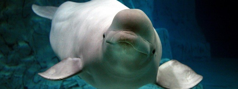 Beluga Whale