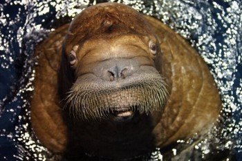 A beauty of its kind: A walrus
