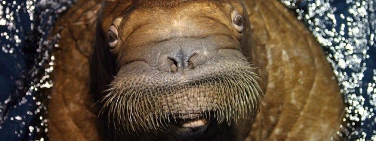 A beauty of its kind: A walrus