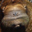 A beauty of its kind: A walrus