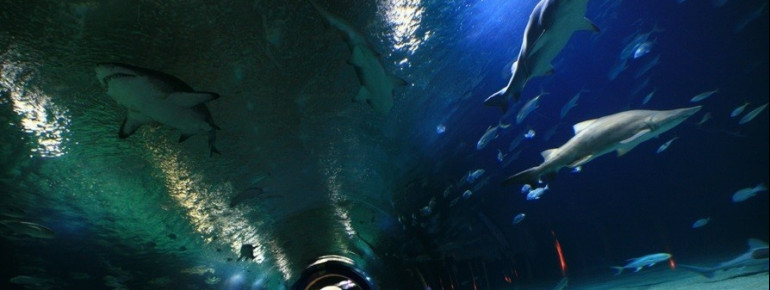 A safe underwater experience with sharks