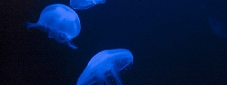 More than 10,000 different species in the Océanopolis