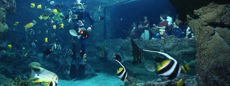 Colorful fish within the aquariums