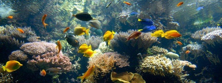 Fascinationg world of corals