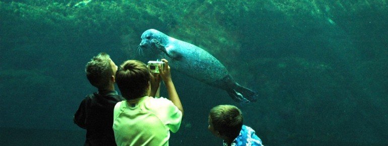 Come close to the animals in Brest