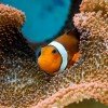 Clownfish within corals