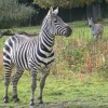 Zebras explore their green spaces at Opel Zoo.