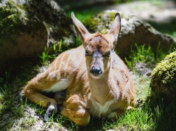 The breeding of African antelopes is supported by Opel Zoo.