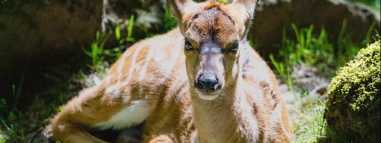 The breeding of African antelopes is supported by Opel Zoo.