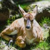 The breeding of African antelopes is supported by Opel Zoo.