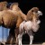 Bactrian camels are one of 200 different animal species at the zoo.