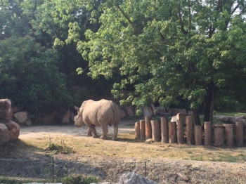 Parco Natura Viva is the only zoo in Europe where rhinos and hippos live together.