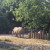 Parco Natura Viva is the only zoo in Europe where rhinos and hippos live together.