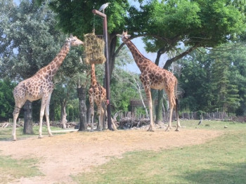 The African wild animals in the safari park are used to slowly passing cars. This does not disturb them when they are eating.