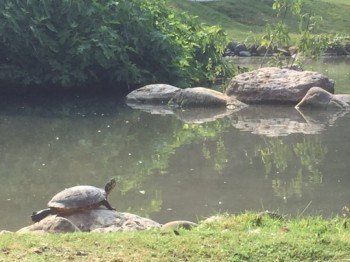 Numerous species of turtles are at home in the zoo
