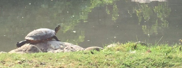 Numerous species of turtles are at home in the zoo