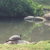 Numerous species of turtles are at home in the zoo