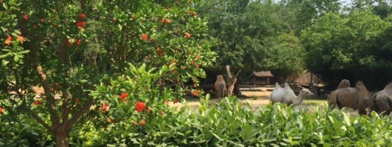 Camels and dromedaries in the zoo