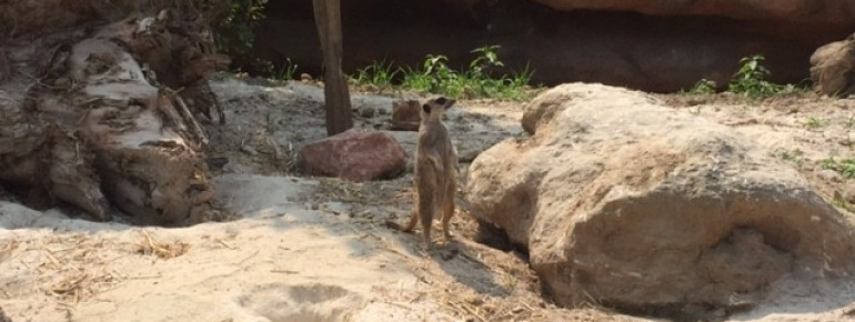 Alert residents like to watch back