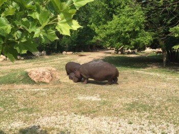 Family hippopotamus makes itself comfortable in the sun