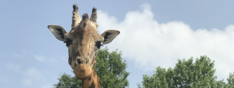 The giraffes in the safari park are quite curious and like to take a look at the visitors in the passing cars.