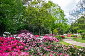 With over 1,000 varieties of rhododendrons and azaleas, old giant trees and a variety of themed areas, the Rhododendron Park Bremen is one of the most diverse gardens in Europe.