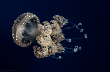 At Darwineum, you can learn about the upside-down jellyfish.