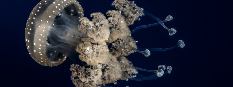 At Darwineum, you can learn about the upside-down jellyfish.