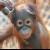 You come across animal babies at Rostock Zoo all year round. Here you can see the orang-utan baby Surya.