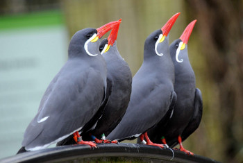 The Inca terns are at home in the animal houses 'Seevogel-Voliere' and 'Altweltaffen-Haus' at Rostock Zoo.