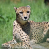 Visit the cheetah house at Rostock Zoo, to meet this big cat.