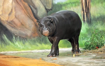 At the pigmy hippo house, you can visit pigmy hippos, elephant shrews, and turtles.