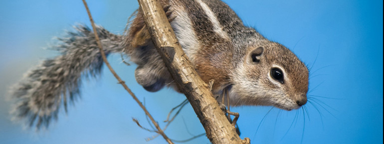 This Harris's antelope ground squirrel welcomes you to Darwineum.